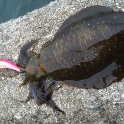 渋かった～(^-^;