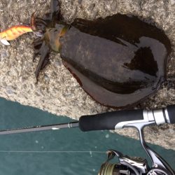 朝マヅメ太刀魚＆エギング