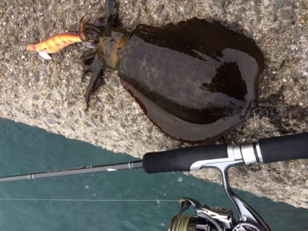 朝マヅメ太刀魚＆エギング