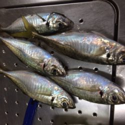 夜メバル＆アジ