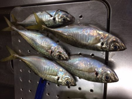 夜メバル＆アジ