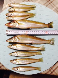 なんとか２０アップゲット！