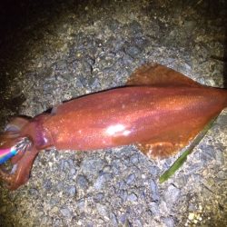 ケンサキエギング