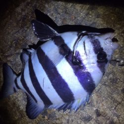 釣るまで帰らん