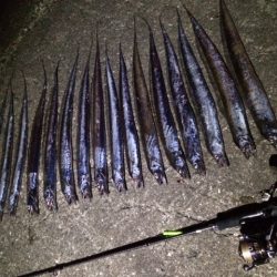 タチウオまたまたプチ爆釣！