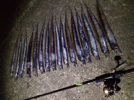 タチウオまたまたプチ爆釣！