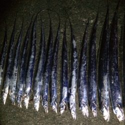 タチウオプチ爆