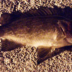 ケンサキ＆メバルの釣行