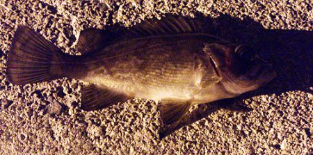 ケンサキ＆メバルの釣行