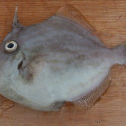 ファミリーフィッシング【投げ釣り】