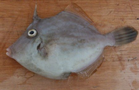 ファミリーフィッシング【投げ釣り】