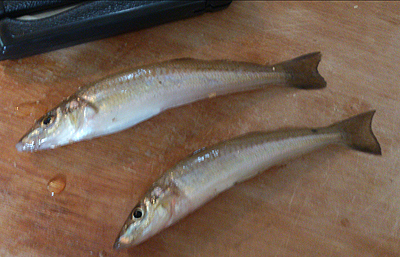 早朝キスゲーム