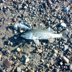 明石川でメッキ&チビシーバスのライトゲーム