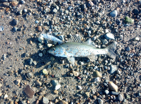 明石川でメッキ&チビシーバスのライトゲーム