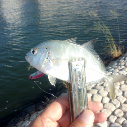 明石川でハゼ&メッキ調査