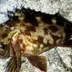 キビレ、ガシラ