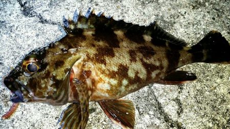 キビレ、ガシラ