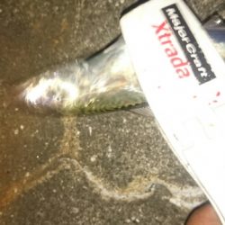 アジングなのに