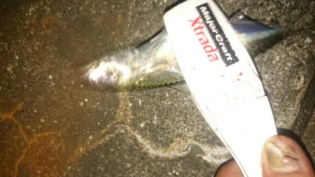 アジングなのに