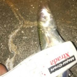 アジングなのに