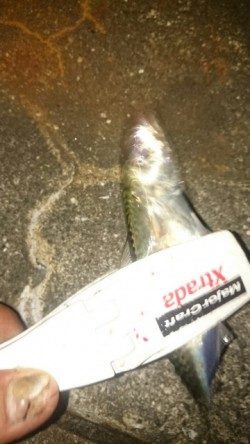 アジングなのに