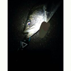 シーバスナイトゲーム