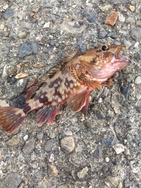 今年初タチウオ