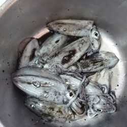 イルカにやられました（涙）