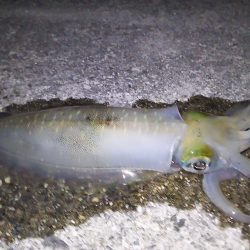 美味しいアオリ☆