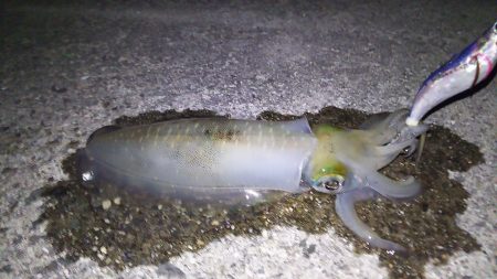 美味しいアオリ☆