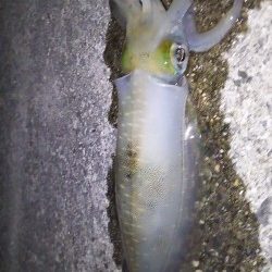 美味しいアオリ☆