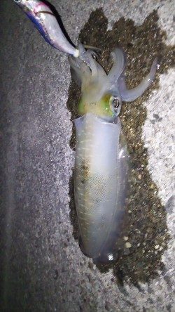 美味しいアオリ☆