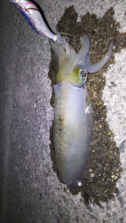 美味しいアオリ☆