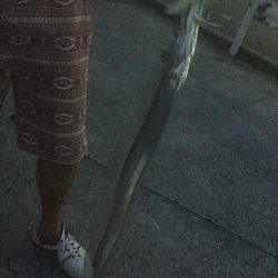 今日は結構釣れた