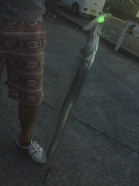 今日は結構釣れた