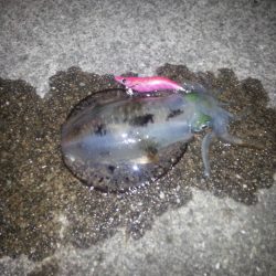 今年初のアオリ!!!