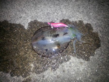 今年初のアオリ!!!