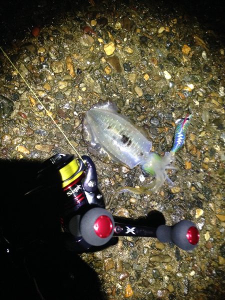 大潮前の　サイズアップ狙い！！