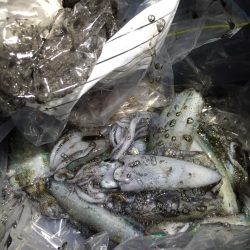 大潮なのに　月が出ない・・・。