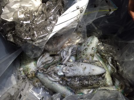 大潮なのに　月が出ない・・・。