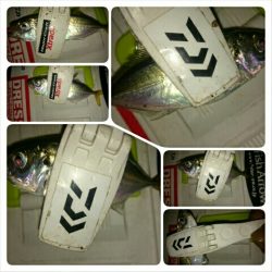 夕マズメアジング