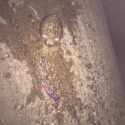 2日連続エギング