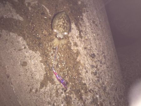 2日連続エギング