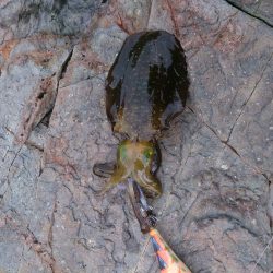 伊根内ランガン