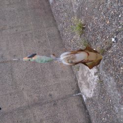 エギングデビューでも釣れました。