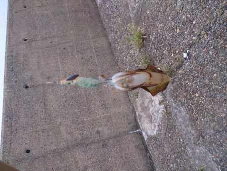 エギングデビューでも釣れました。