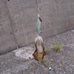 エギングデビューでも釣れました。