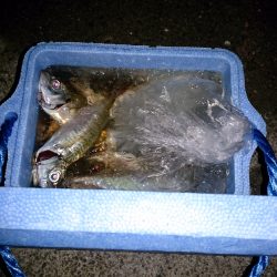 久々にアジ釣り