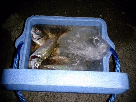 久々にアジ釣り