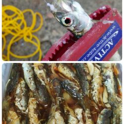 キス調査からのおかず確保♪